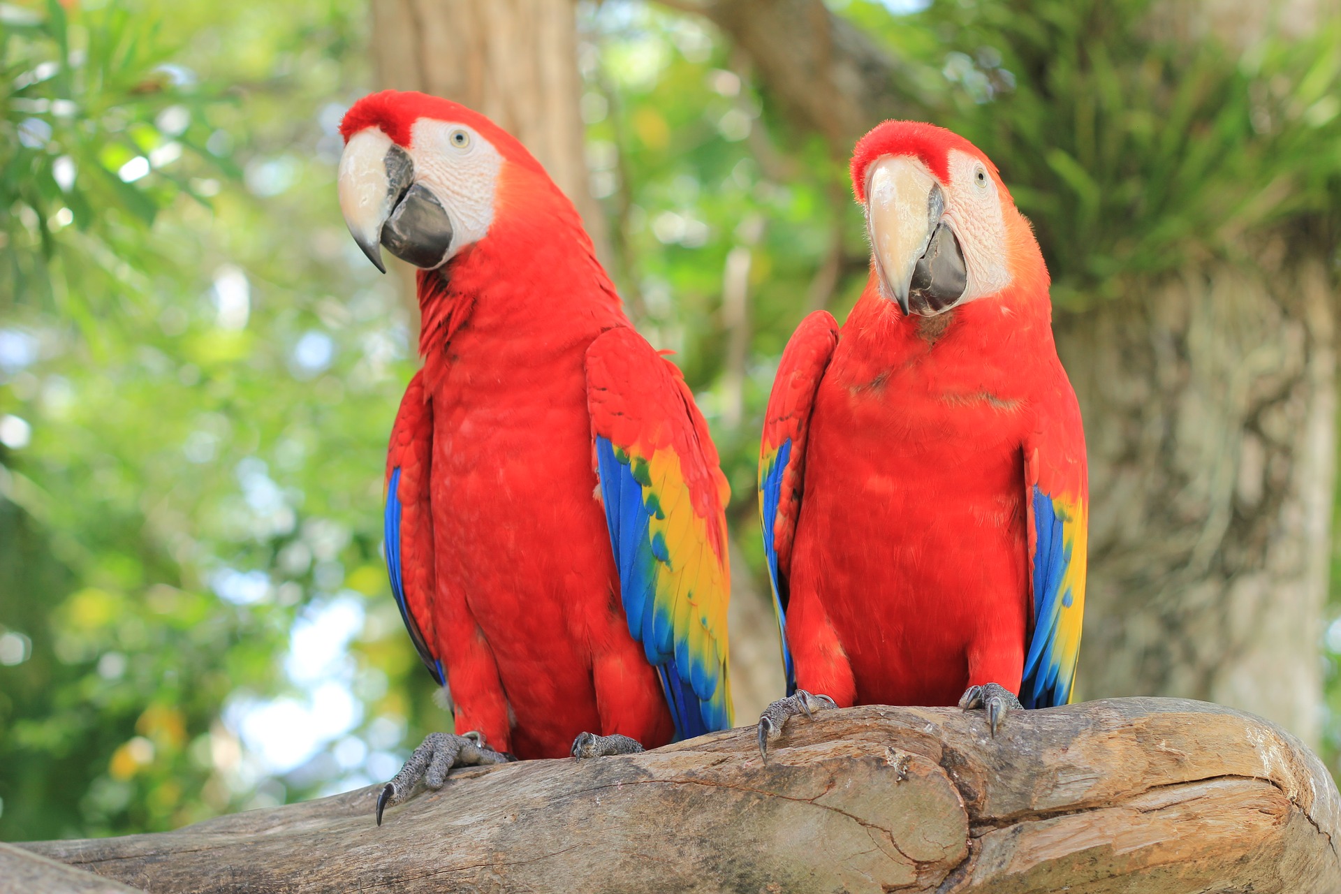 mehhiko-papagoid